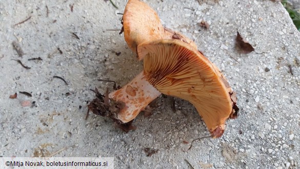 Lactarius deliciosus