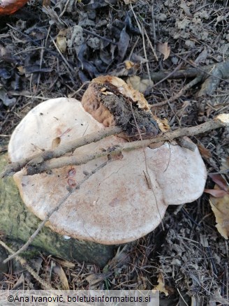 Ganoderma carnosum