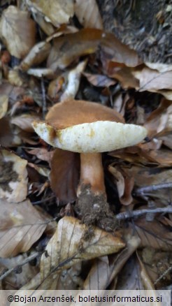 Gyroporus castaneus