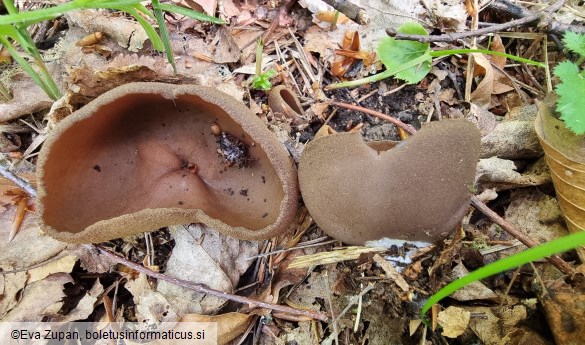 Phylloscypha phyllogena
