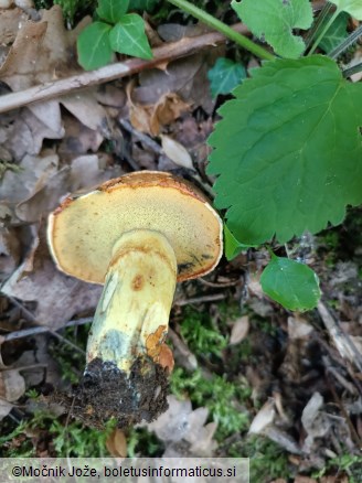 Butyriboletus roseogriseus