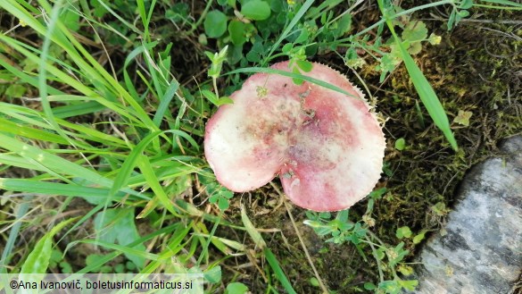 Agaricus russula