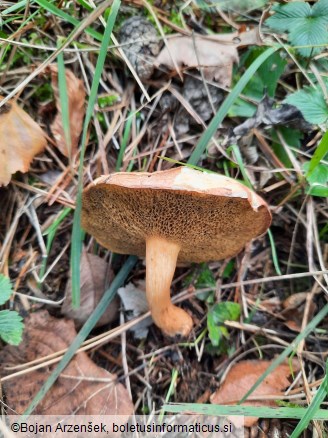 Suillus bovinus