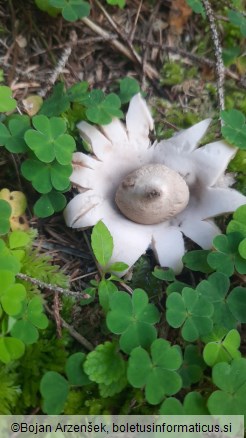 Geastrum sessile