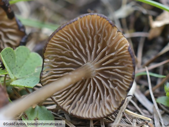 Entoloma xanthochroum