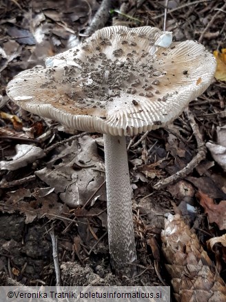 Amanita ceciliae