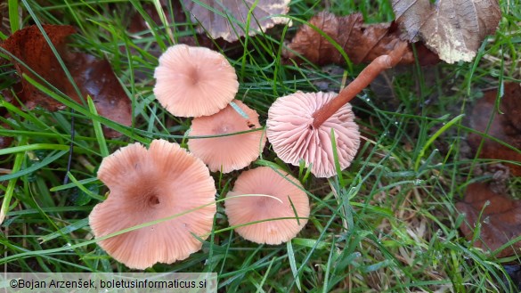 Laccaria laccata