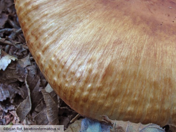 Russula fragrans