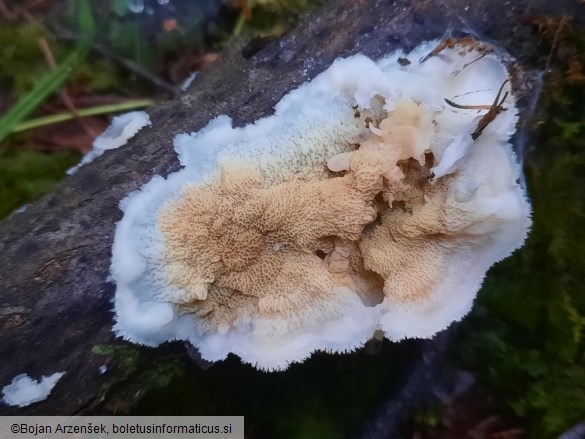 Phlebia tremellosa