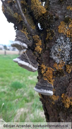 Phellinus pomaceus