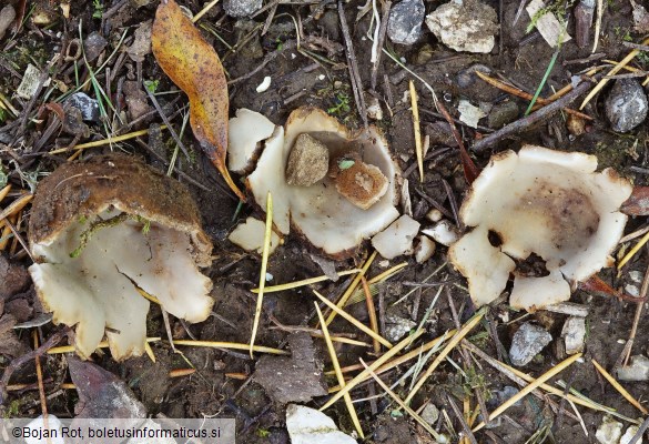 Geopora sumneriana