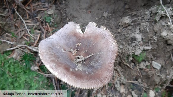 Russula foetens