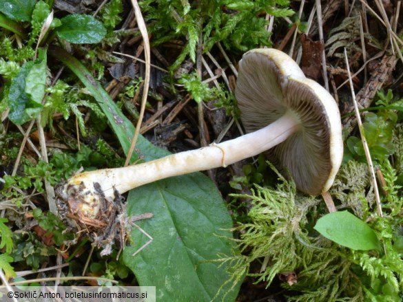 Agaricus semotus