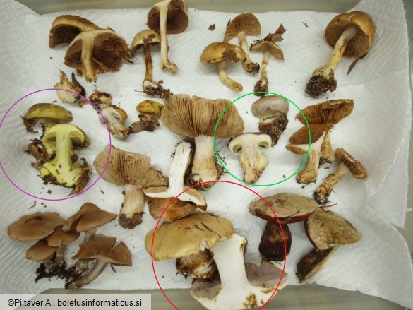 Cortinarius aleuriosmus