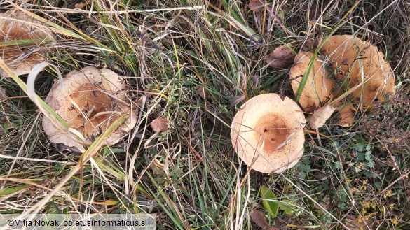 Lactarius torminosus