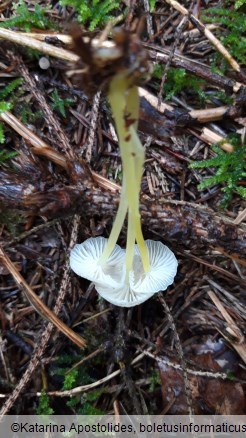 Mycena epipterygia