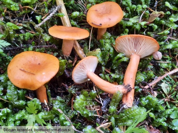 Lactarius aurantiacus