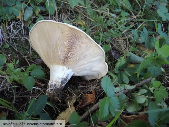 Lactarius controversus