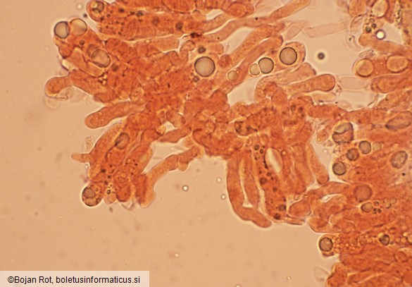 Atractosporocybe inornata
