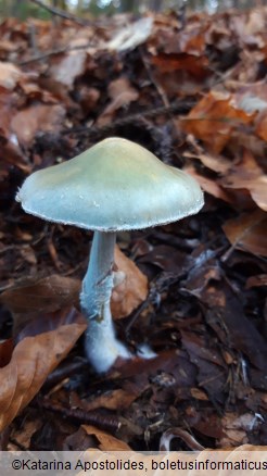 Stropharia caerulea