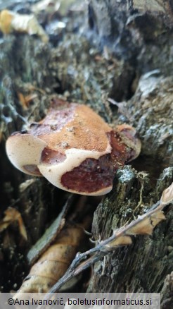 Fistulina hepatica