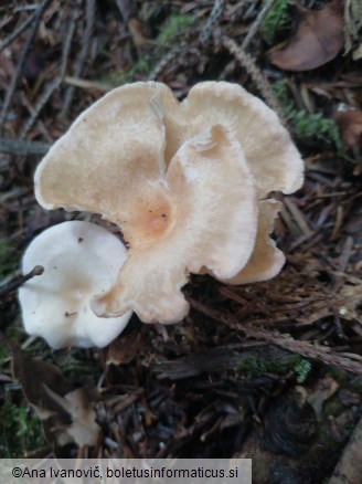 Clitocybe gibba