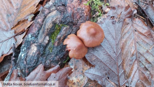 Cortinarius semisanguineus