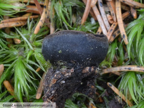Pseudoplectania nigrella