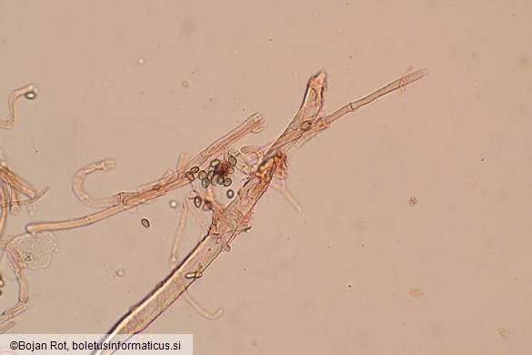 Deconica crobula
