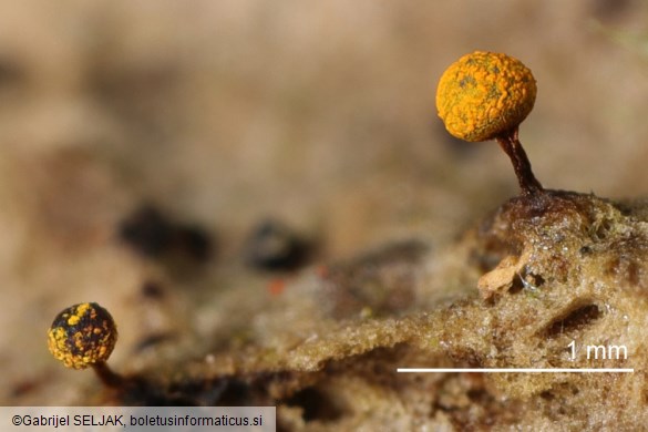 Physarum auriscalpium