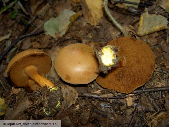 Chalciporus piperatus