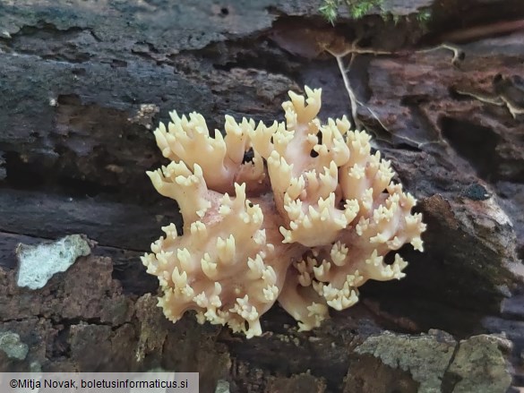 Ramaria stricta