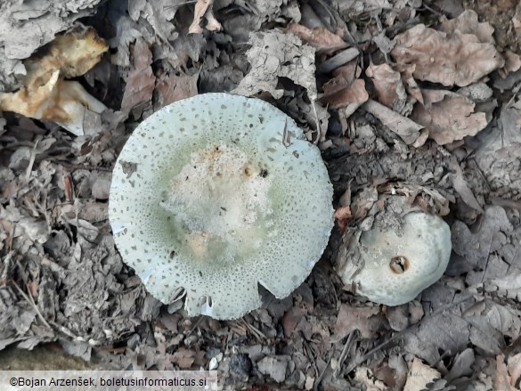 Russula virescens