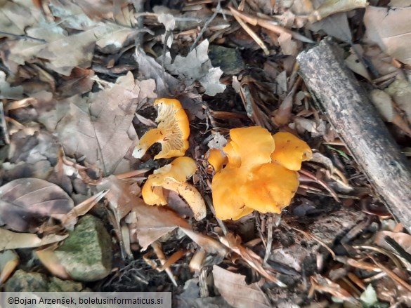 Cantharellus friesii