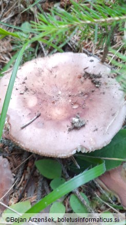 Russula vesca