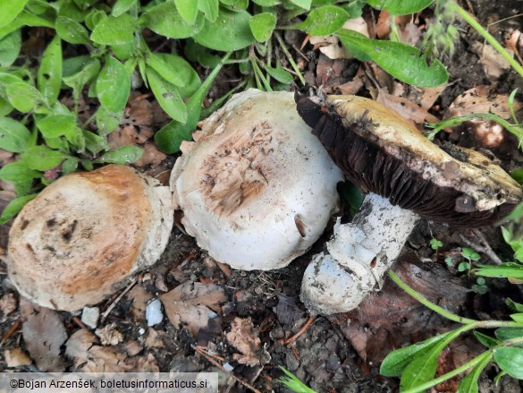 Agaricus bitorquis