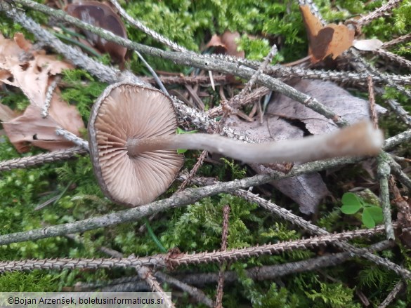 Entoloma vernum