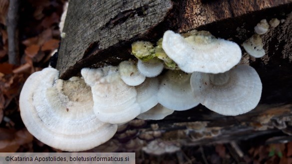 Trametes hirsuta