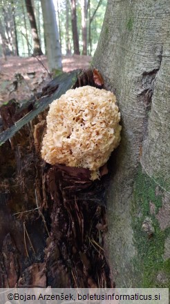Sparassis crispa