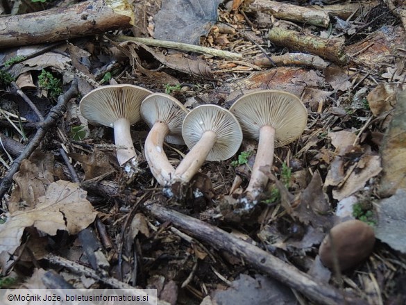 Lactarius subdulcis