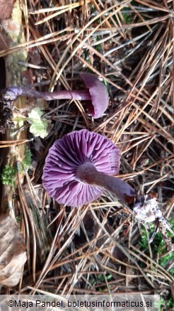 Laccaria amethystina