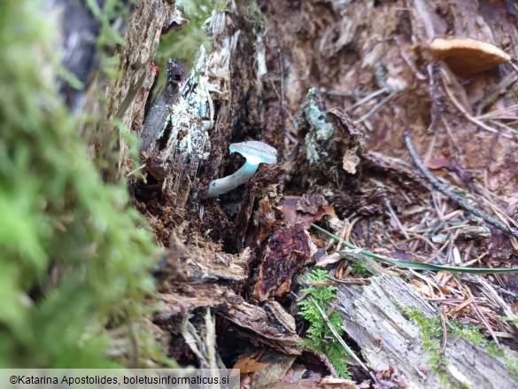 Rhizocybe pruinosa