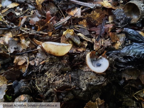 Humaria hemisphaerica