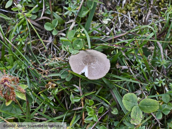 Entoloma griseocyaneum