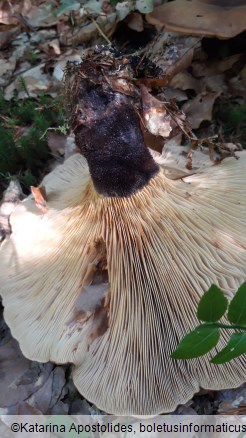Tapinella atrotomentosa