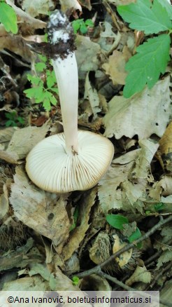 Megacollybia platyphylla