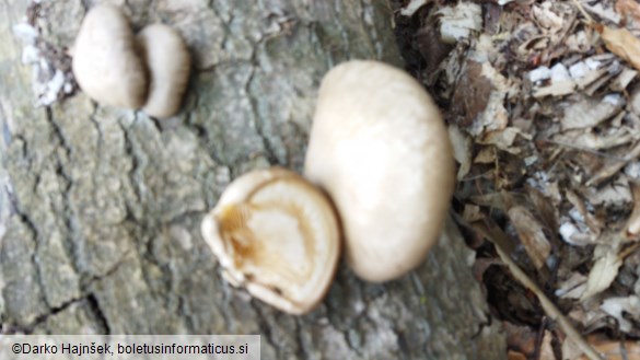 Pleurotus calyptratus