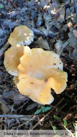 Cantharellus cibarius