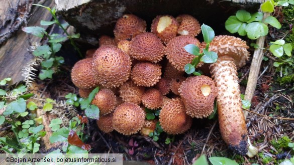 Pholiota squarrosa