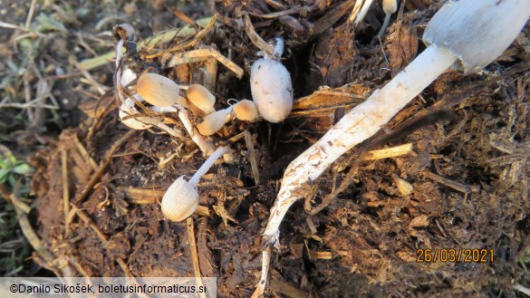 Coprinus cinereus